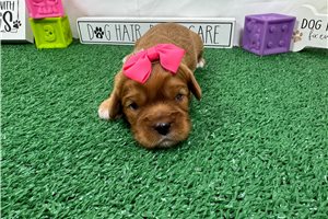 Lakelynn - Cavalier King Charles Spaniel for sale