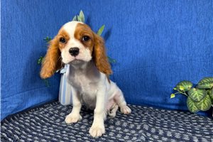 Dandy - Cavalier King Charles Spaniel for sale