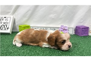 Dolly - puppy for sale