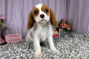 Dandy - Cavalier King Charles Spaniel for sale