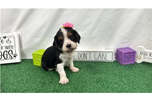 Destiny - puppy for sale