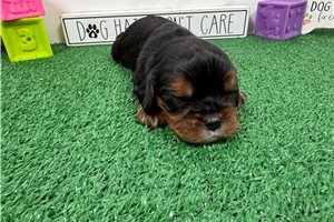 Leonardo - puppy for sale