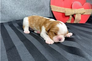 Damian - puppy for sale