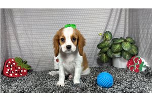 Barbie - Cavalier King Charles Spaniel for sale