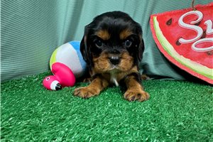 Dale - Cavalier King Charles Spaniel for sale