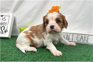 Dixie - Cavalier King Charles Spaniel for sale