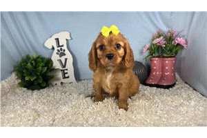 Dasha - Cavalier King Charles Spaniel for sale
