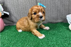 Lena - Cavalier King Charles Spaniel for sale
