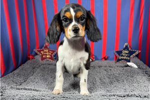 Butter - Cavalier King Charles Spaniel for sale