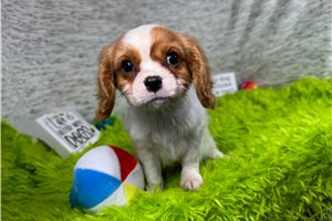 Dandy - Cavalier King Charles Spaniel for sale