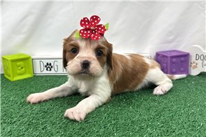 Daisy - Cavalier King Charles Spaniel for sale