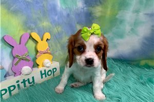 Barbie - Cavalier King Charles Spaniel for sale