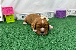 Lena - puppy for sale