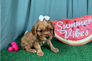 Dasha - Cavalier King Charles Spaniel for sale