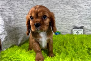 Damien - Cavalier King Charles Spaniel for sale