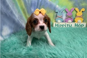 Dixie - Cavalier King Charles Spaniel for sale