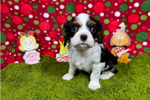 Ryder - puppy for sale