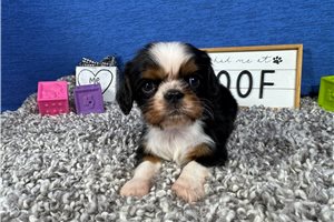 Danny - Cavalier King Charles Spaniel for sale