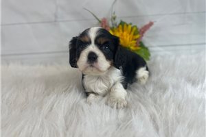 Hannah - puppy for sale
