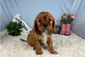 Damien - Cavalier King Charles Spaniel for sale