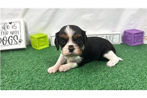 Dylan - puppy for sale