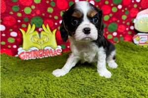 Ransom - Cavalier King Charles Spaniel for sale