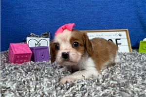 Dolly - Cavalier King Charles Spaniel for sale