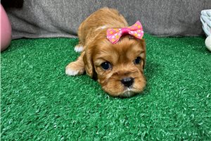Lakelynn - Cavalier King Charles Spaniel for sale