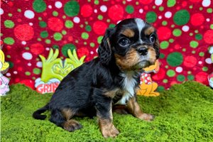 Riggs - Cavalier King Charles Spaniel for sale