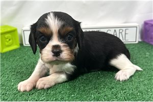 Dylan - Cavalier King Charles Spaniel for sale