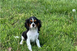 Butter - Cavalier King Charles Spaniel for sale