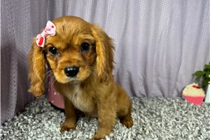 Dasha - Cavalier King Charles Spaniel for sale