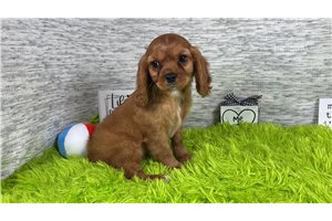 Dasha - Cavalier King Charles Spaniel for sale