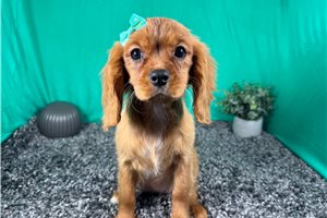 Dasha - Cavalier King Charles Spaniel for sale