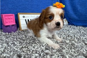 Daisy - Cavalier King Charles Spaniel for sale