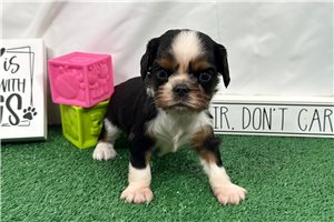 Danny - Cavalier King Charles Spaniel for sale