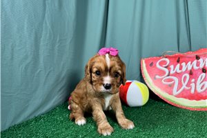 Darya - puppy for sale