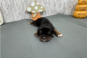 Jeremiah - puppy for sale