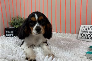 Butter - Cavalier King Charles Spaniel for sale