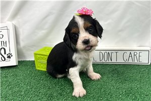 Destiny - Cavalier King Charles Spaniel for sale