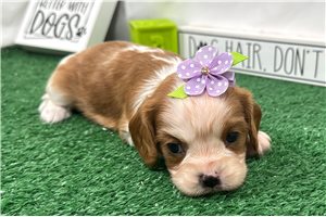 Dolly - Cavalier King Charles Spaniel for sale