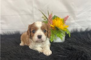 Max - Cavalier King Charles Spaniel for sale