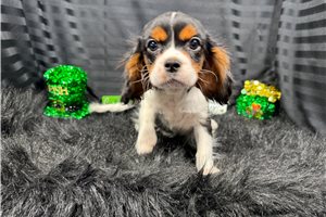 Jaxson - Cavalier King Charles Spaniel for sale