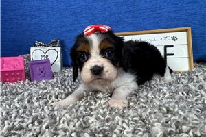 Lady - puppy for sale