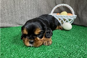 Leonardo - Cavalier King Charles Spaniel for sale
