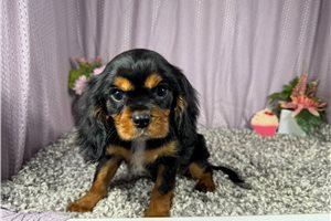 Dale - Cavalier King Charles Spaniel for sale