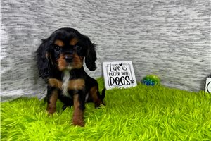 Dale - Cavalier King Charles Spaniel for sale