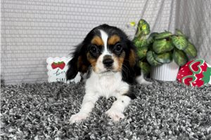 Butter - puppy for sale