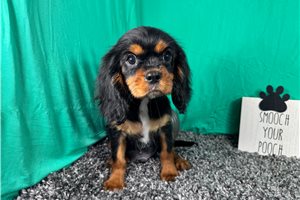 Dale - Cavalier King Charles Spaniel for sale