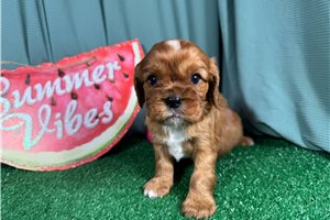 Damien - puppy for sale